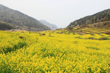 A view of the canola flower garden in Dumo Village, Namhae, Korea clipart