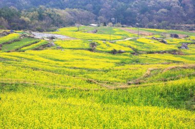 Dumo Village, Namhae, Kore 'deki kanola çiçek bahçesi manzarası.