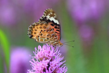 Yaprağın üzerinde oturan bir kelebek.