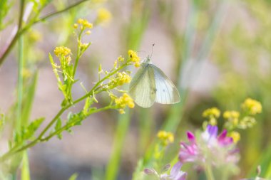 Yaprağın üzerinde oturan bir kelebek.