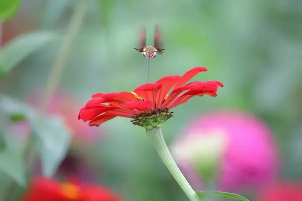 Yaprağın üzerinde oturan bir kelebek.