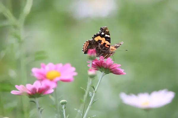 Yaprağın üzerinde oturan bir kelebek.