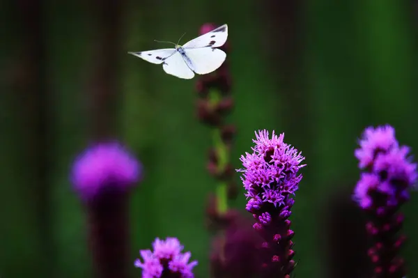 Yaprağın üzerinde oturan bir kelebek.