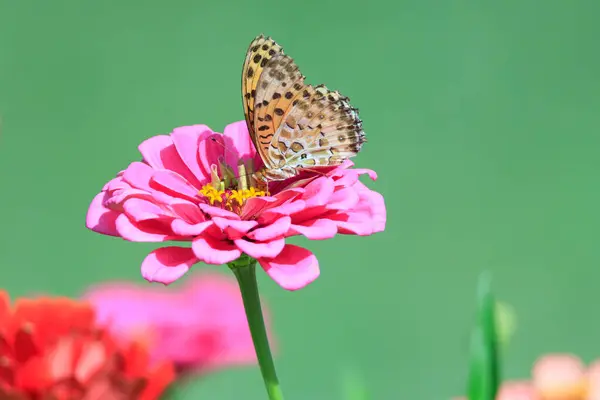 Yaprağın üzerinde oturan bir kelebek.