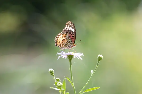 Yaprağın üzerinde oturan bir kelebek.
