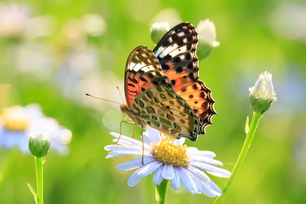 Yaprağın üzerinde oturan bir kelebek.