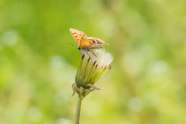 Yaprağın üzerinde oturan bir kelebek.
