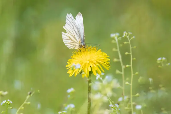 Yaprağın üzerinde oturan bir kelebek.