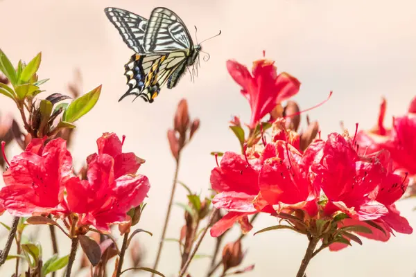 Yaprağın üzerinde oturan bir kelebek.