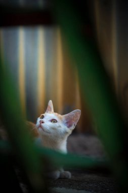 Çitin üzerinde bir kedi