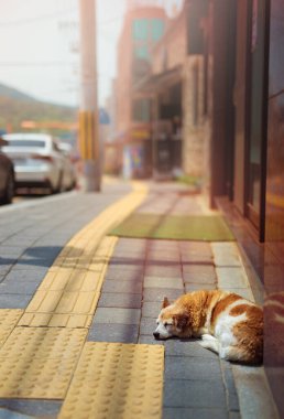 Sokakta yatan bir köpek yavrusu