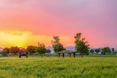 Kore 'deki Nakdonggang Nehri Yeşil Arpa Tarlası Sahnesi