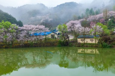 Kore, Haman-gun 'daki Ungok Barajı bahar manzarası, kiraz çiçekleri ve forsythias çiçeklenmekte.