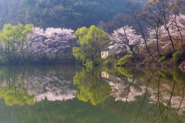 Kore, Haman-gun 'daki Ungok Barajı bahar manzarası, kiraz çiçekleri ve forsythias çiçeklenmekte.