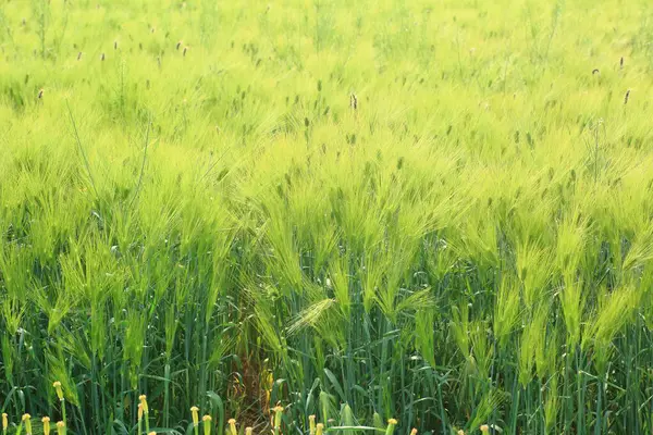 Kore 'deki Nakdonggang Nehri Yeşil Arpa Tarlası Sahnesi