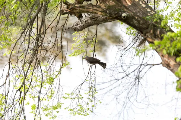Retusa Fringetree 'nin beyaz çiçekleri ve Miryang-si, Güney Kore' deki Weiyangji Reservoir 'ı yansıtan eski kiremit çatı evi.