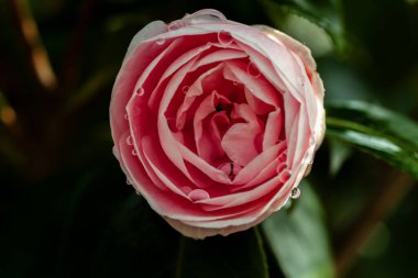 Yeşil yapraklı kırmızı güllerin yakın çekimi