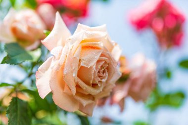 Yeşil yapraklı pembe güllerin yakın çekimi