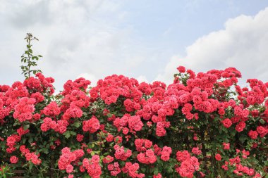 Kırmızı gül asmalarıyla kaplı bahçenin manzarası.