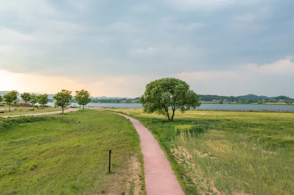 stock image aero drone view. Green Barley Field Scenery of Nakdonggang River in Korea.