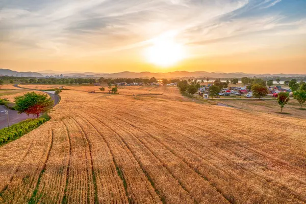 Hava aracı görüntüsü. Kore 'deki Nakdonggang Nehri Yeşil Arpa Tarlası Sahnesi.