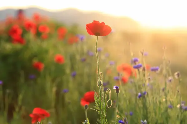 Vahşi bir tarlada kırmızı gelincik çiçekleri. İlkbaharda canlı haşhaş çayırı. Güzel bir yaz günü. Yeşil tüylü güzel kırmızı gelincik çiçekleri tarlada yetişir. Gün batımında kızıl gelincik çiçekleri