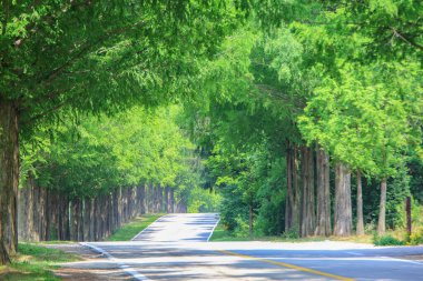 Sokak ağaçları taze yeşil ağaçlarla doludur. Jinan-gun, Kuzey Jeolla Eyaleti, Güney Kore 'de Moraejae' nin Metasequoia-gil manzarası.