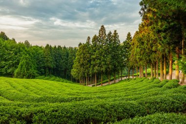 Güney Kore, Boseong 'daki yeşil çay tarlalarında güneşin doğuşunu gösteren manzara.