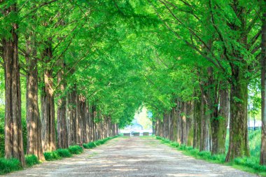 Damyang 'ın metasequoia yolu, Kore' de.