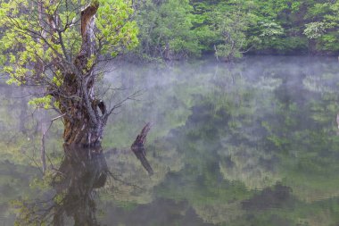 Söğüt ağacının yeni yeşil yaprakların filizlendiği sisli orman rezervuarındaki yansımaları. Kuzey Gyeongsang Eyaleti 'nin Cheongsong ilçesinin ana dağ manzarası..
