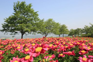 Scenery of Peony Flower in Cheongdo-eupseong, Cheongdo-gun, Gyeongsangbuk-do, Korea clipart