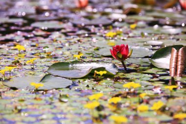 The scenery of the pond in Cheongdo-eupseong, Cheongdo-gun, Gyeongsangbuk-do, Korea. clipart