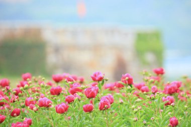 Scenery of Peony Flower in Cheongdo-eupseong, Cheongdo-gun, Gyeongsangbuk-do, Korea clipart