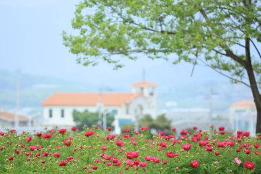 Scenery of Peony Flower in Cheongdo-eupseong, Cheongdo-gun, Gyeongsangbuk-do, Korea clipart