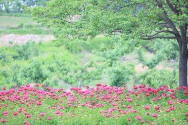 Cheongdo-Eupseong, Cheongdo-gun, Gyeongsangbuk-do, Kore 'deki Şakayık Çiçeği Sahnesi