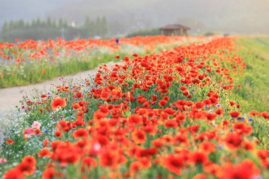 Nehir kıyısında kırmızı gelinciklerle dolu bir manzara. Güney Gyeongsang Eyaleti, Güney Kore 'deki Haman-gun' daki Akyang bankalarının günbatımı görüntüsü.