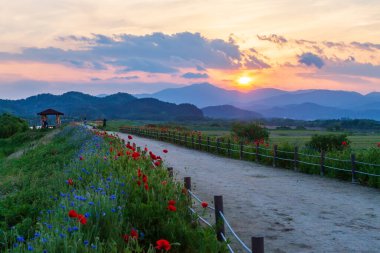 Nehir kıyısında kırmızı gelinciklerle dolu bir manzara. Güney Gyeongsang Eyaleti, Güney Kore 'deki Haman-gun' daki Akyang bankalarının günbatımı görüntüsü.