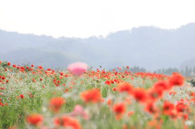 Nehir kıyısında kırmızı gelinciklerle dolu bir manzara. Güney Gyeongsang Eyaleti, Güney Kore 'deki Haman-gun' daki Akyang bankalarının günbatımı görüntüsü.