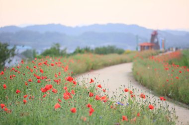 Nehir kıyısında kırmızı gelinciklerle dolu bir manzara. Güney Gyeongsang Eyaleti, Güney Kore 'deki Haman-gun' daki Akyang bankalarının günbatımı görüntüsü.
