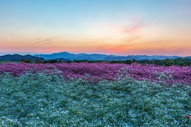 Nehir kenarındaki tarlada kırmızı gelinciklerle dolu bir manzara. Güney Gyeongsang, Güney Kore 'deki Haman-gun' daki Akyang Bankası 'nın günbatımı manzarası.