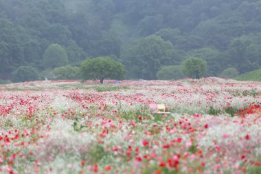 Nehir kenarındaki tarlada kırmızı gelinciklerle dolu bir manzara. Güney Gyeongsang, Güney Kore 'deki Haman-gun' daki Akyang Bankası 'nın günbatımı manzarası.