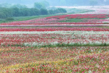 Nehir kenarındaki tarlada kırmızı gelinciklerle dolu bir manzara. Güney Gyeongsang, Güney Kore 'deki Haman-gun' daki Akyang Bankası 'nın günbatımı manzarası.