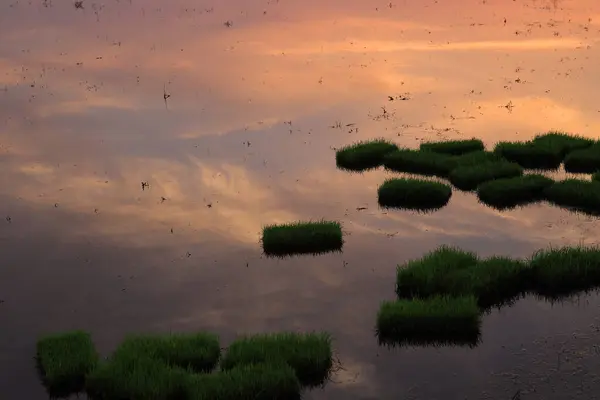 Pirinç tarlaları pirinç tarlaları için alındı.