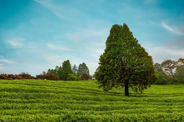 stock image A landscape view of the rise of the sun in the green tea fields of Boseong, south korea