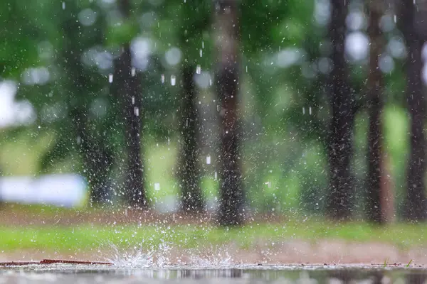 Baharda, yağmurda ıslanmış ağaçlar ve çiçeklerle parkın yürüyüş yolu manzarası.
