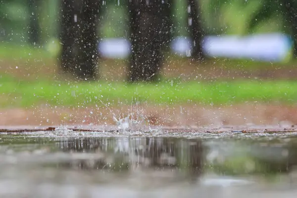 Baharda, yağmurda ıslanmış ağaçlar ve çiçeklerle parkın yürüyüş yolu manzarası.