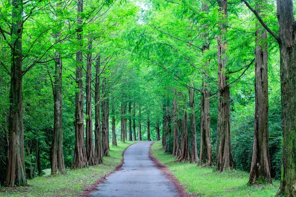 Taegeukgi 'de bayrak, Kore bayrak direği ve mavi gökyüzü, mavi gökyüzünde dalgalanan Kore bayrağı büyük ulusal sembol. Kırmızı-mavi-beyaz Kore bayrağı sallayan Bağımsızlık Anayasa Günü.