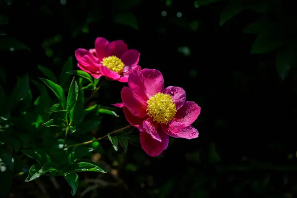 stock image Scenery of Peony Flower in Cheongdo-eupseong, Cheongdo-gun, Gyeongsangbuk-do, Korea