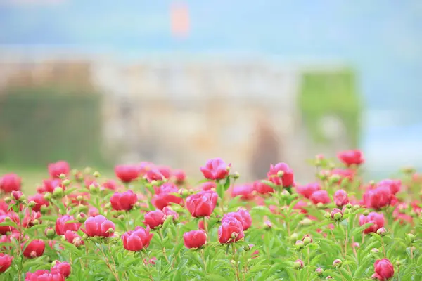 stock image Scenery of Peony Flower in Cheongdo-eupseong, Cheongdo-gun, Gyeongsangbuk-do, Korea