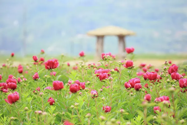 stock image Scenery of Peony Flower in Cheongdo-eupseong, Cheongdo-gun, Gyeongsangbuk-do, Korea